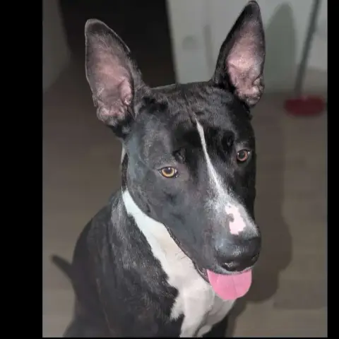 Apollo
