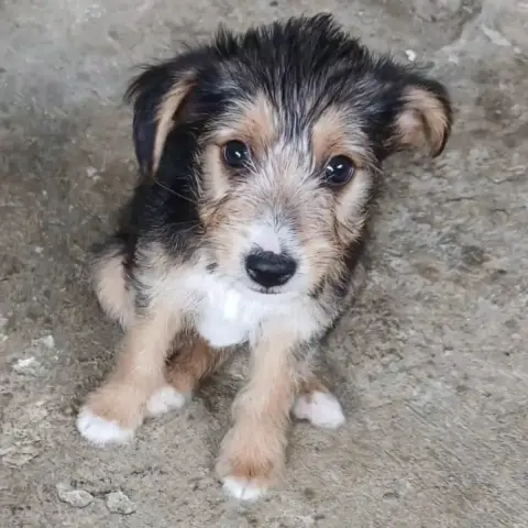 Tito