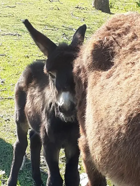 Billie Et Jade À Parrainer