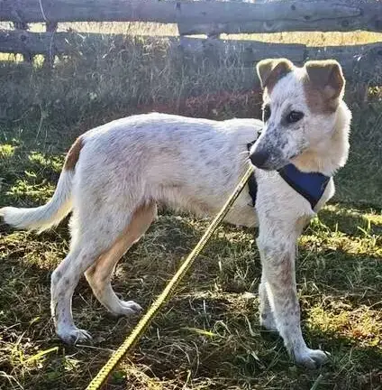 Dylan
