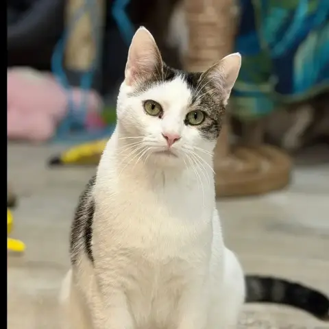 Azrael photo 3