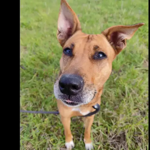 Lilou