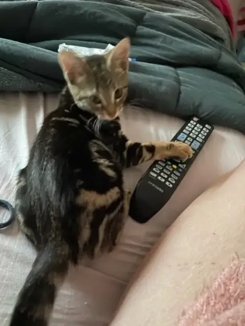 Kitty photo 3