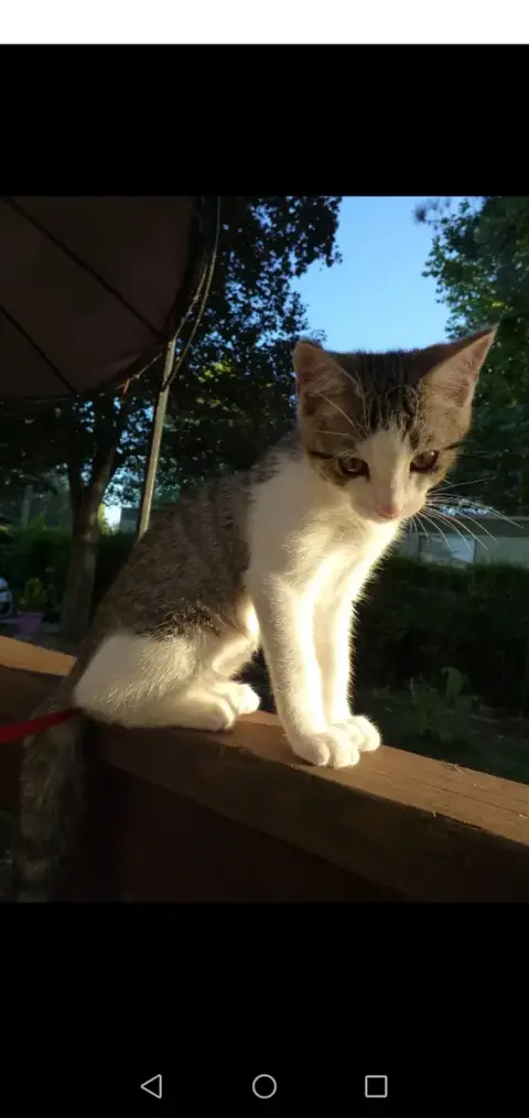 Reglisse photo 2