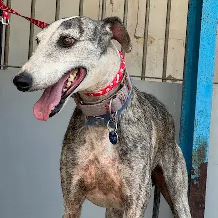 Cyrano Galgo photo 3
