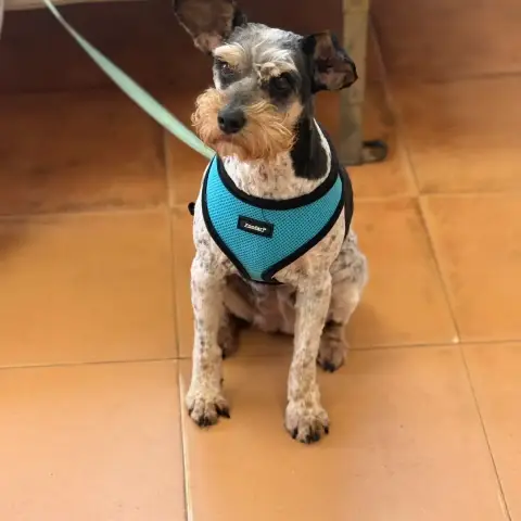 Zafira