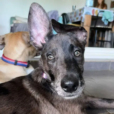 Stella