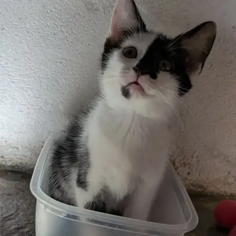 Ottelo