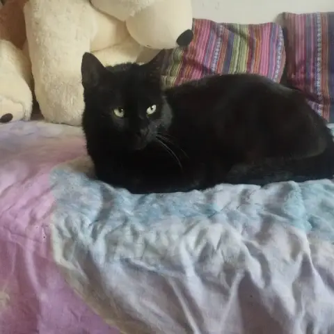 Berlioz photo 2