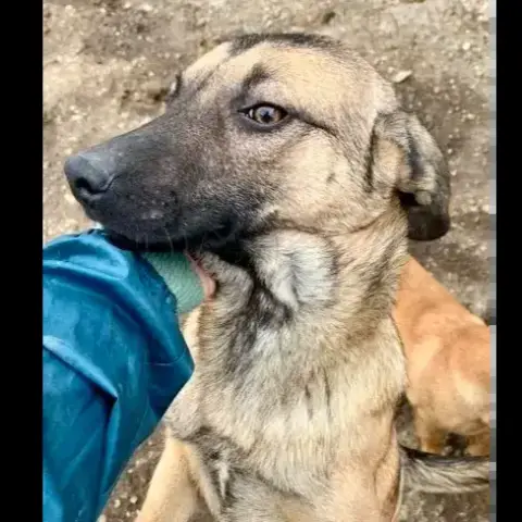 Baya photo 2