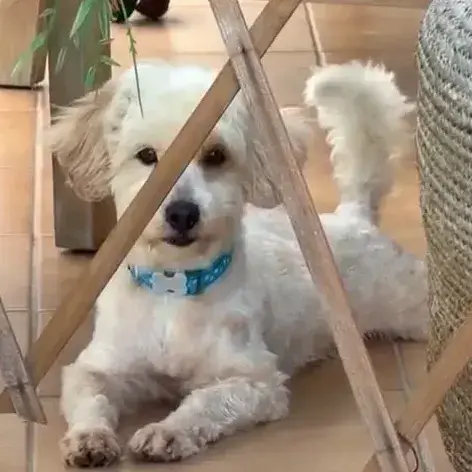 ✨️ Qormi ✨️ 🐶 photo 2