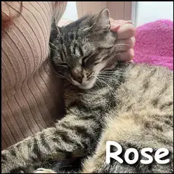 Rose photo 2