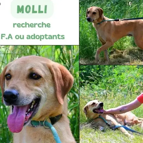 Molli photo 3