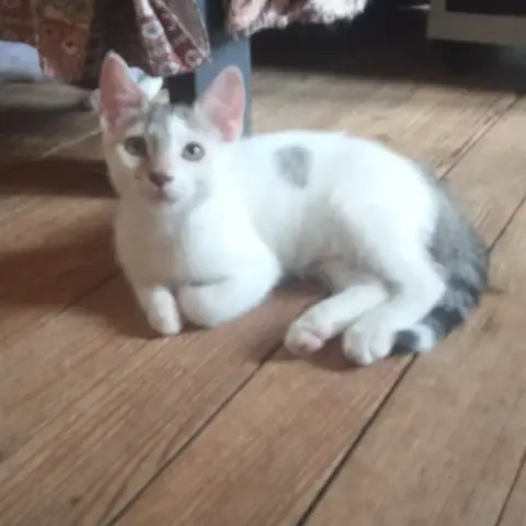 Bb
