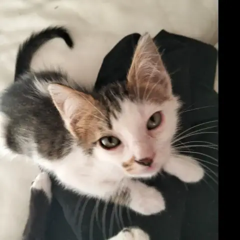 Pimko photo 2