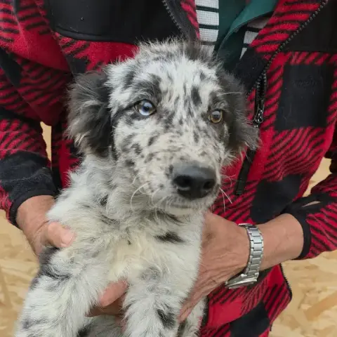Paloma