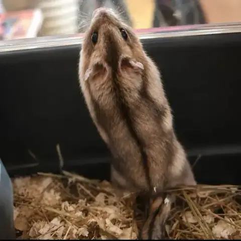 Hamster photo 2