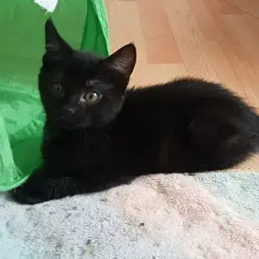 Bastet