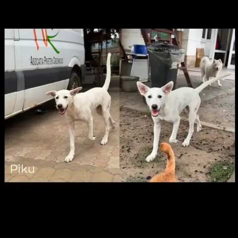 Piku
