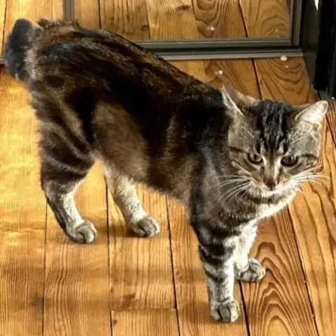 Simba
