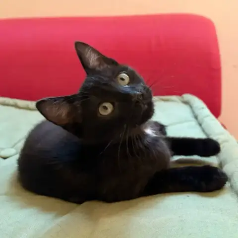 Carapuce