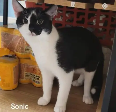 Sonic photo 3