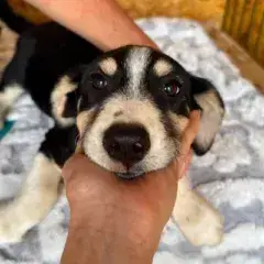 Balto