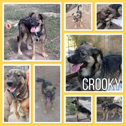 Crooky