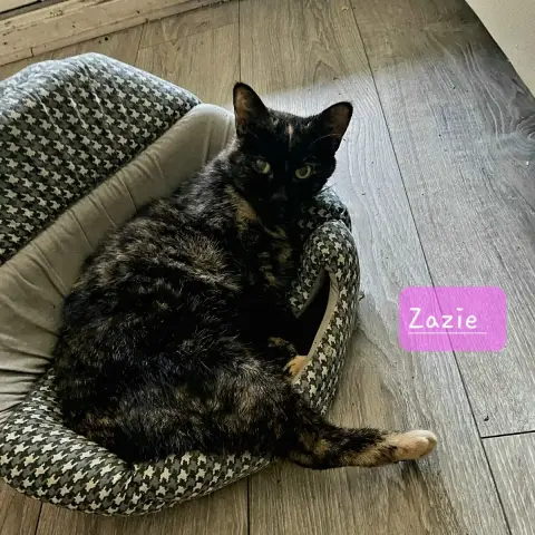 Zazie