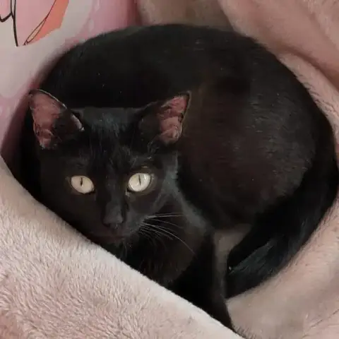 Bella
