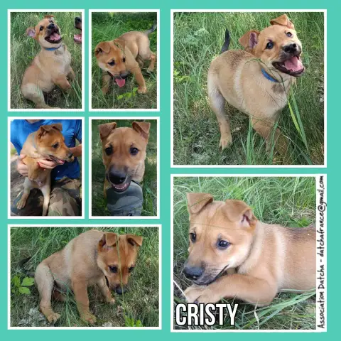 Cristy