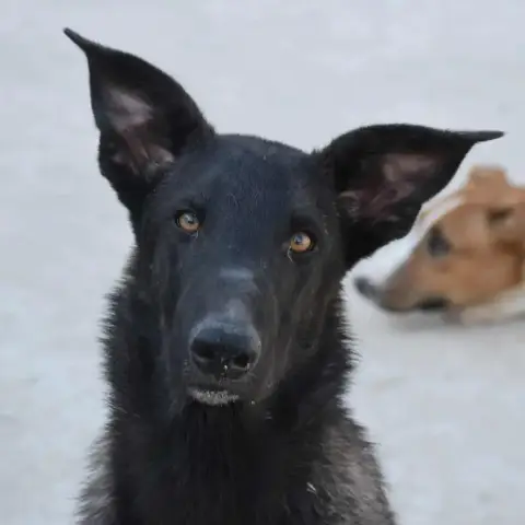 Benny photo 2