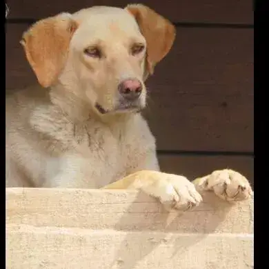 Sammy