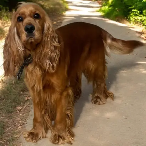 Kopa