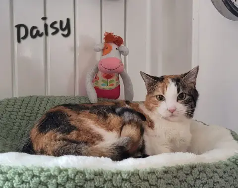 Daisy photo 3