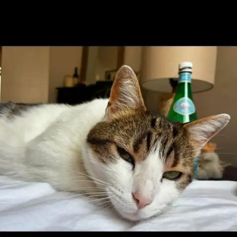 Shenzo photo 3