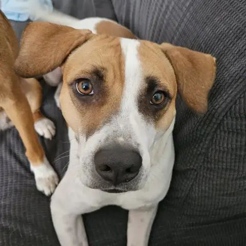Elliot