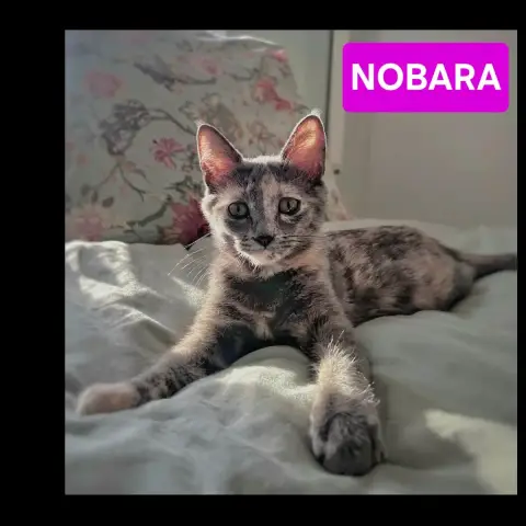 Nobara