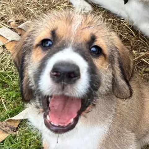 Lulu