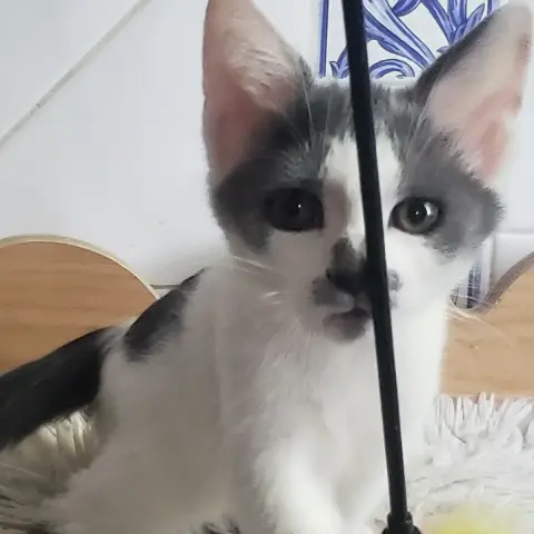 Babette