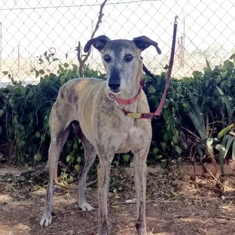Chapu photo 2