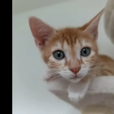 Bijou