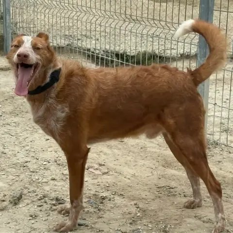 Alfonson