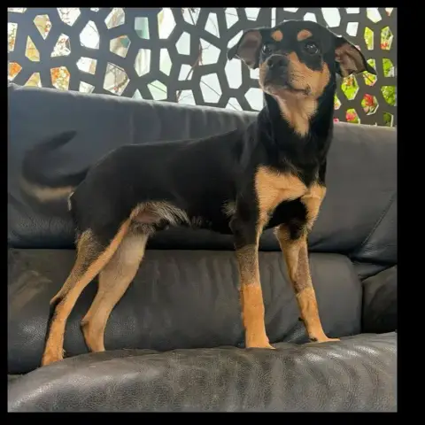 Jonas