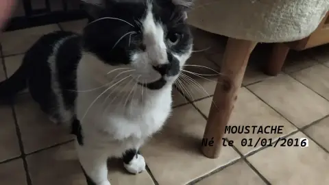 Moustache
