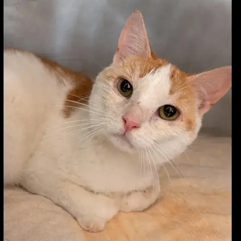 Goupil