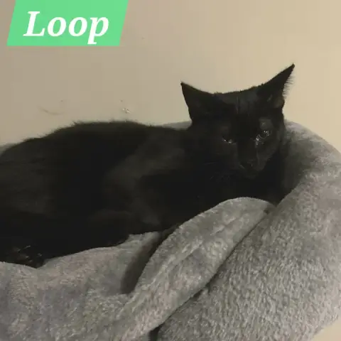 Loop photo 2
