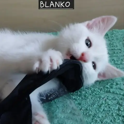 Blanko photo 3