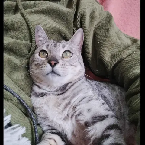 Anya