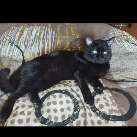 Merlin